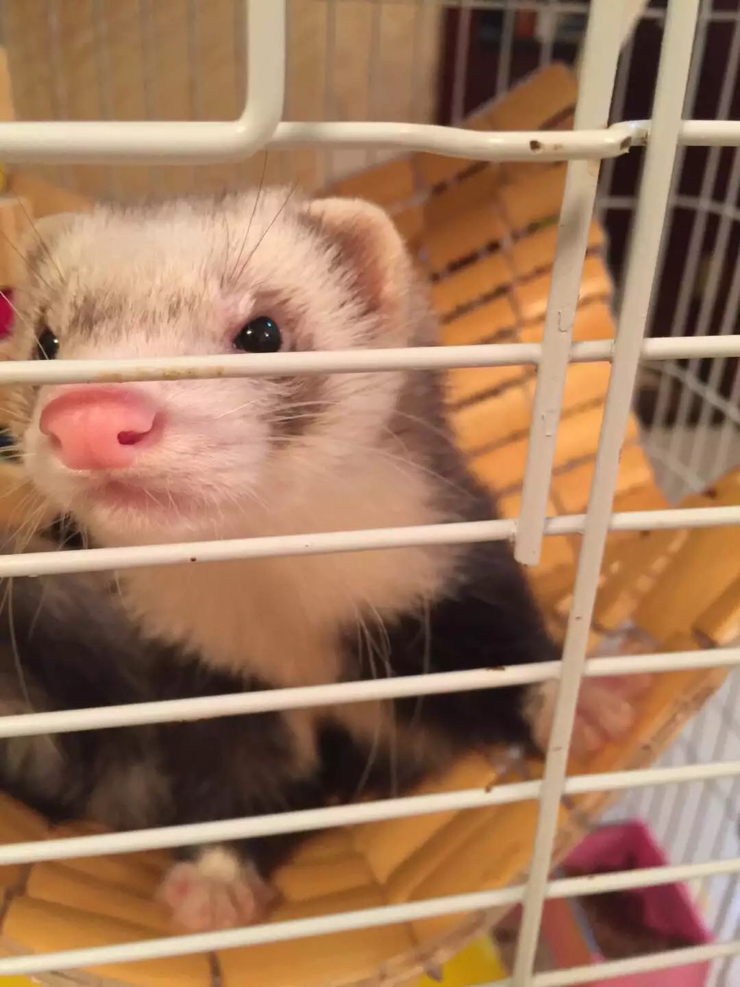 萌萌的安格鲁貂，连小哈士奇都这么喜欢它