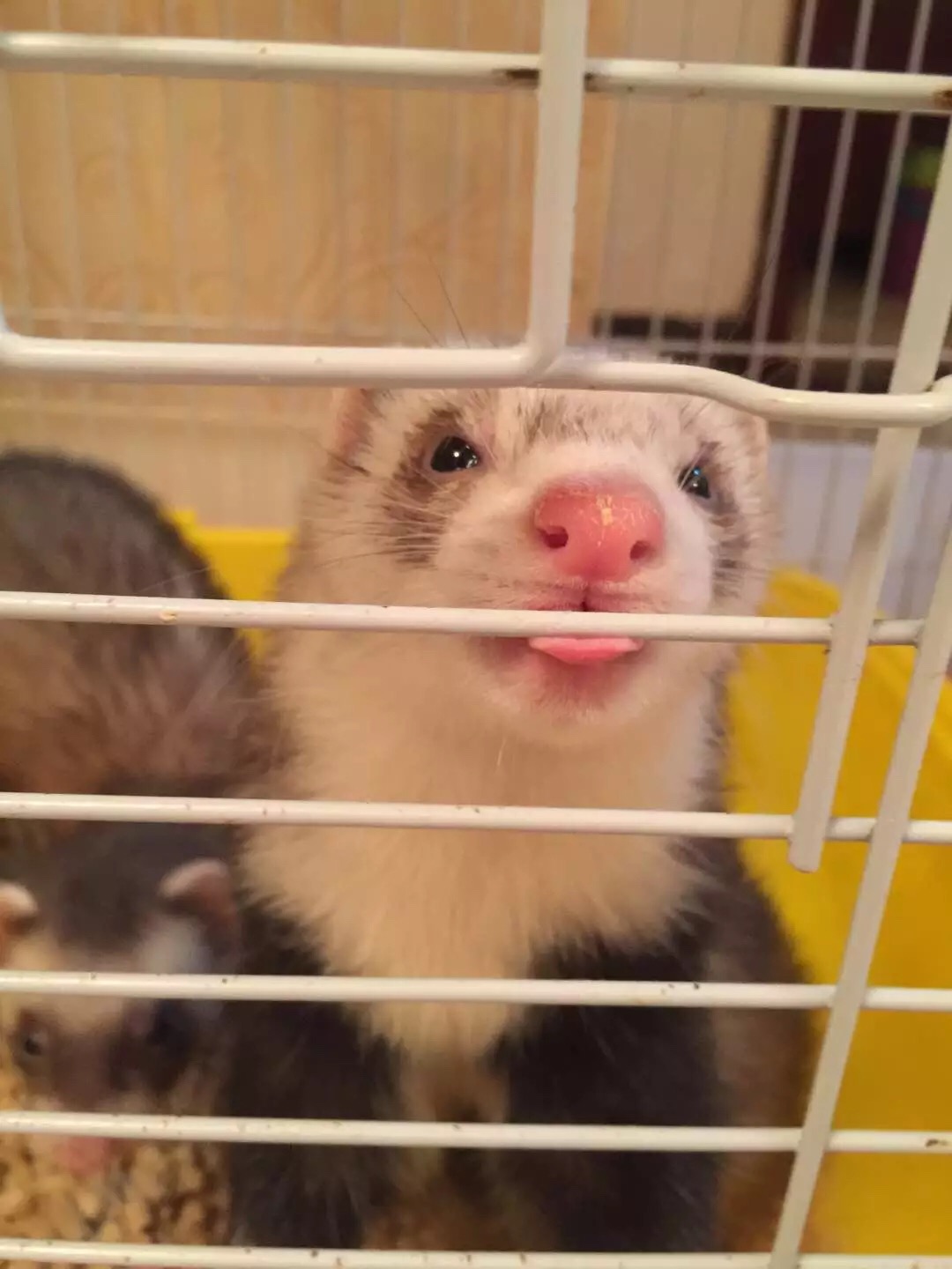 萌萌的安格鲁貂，连小哈士奇都这么喜欢它