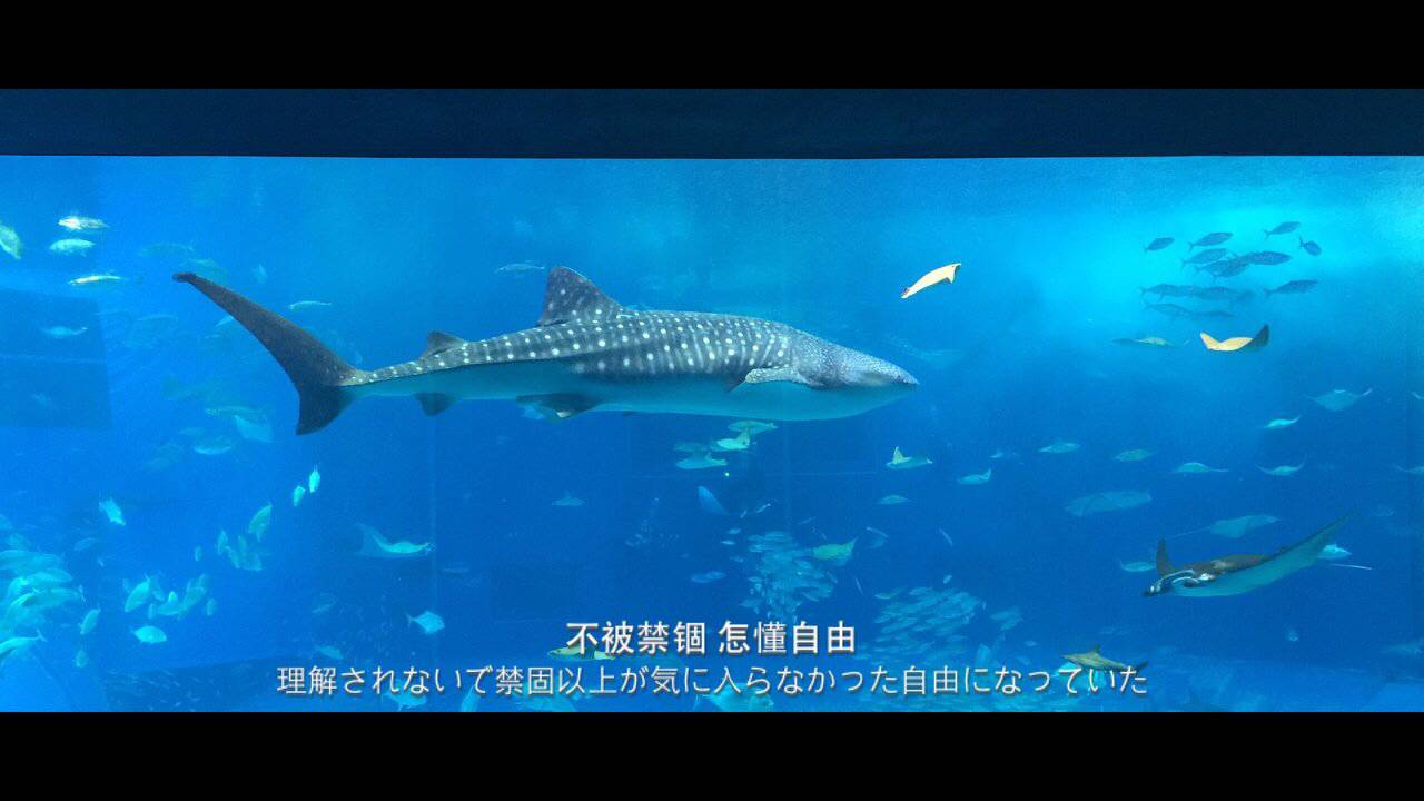 水母死后会变成水不留痕迹,水母死后真的会变成一滩水吗