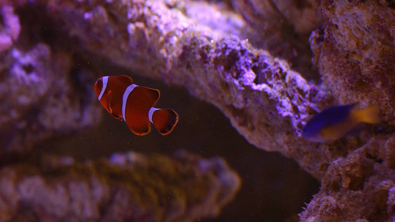 水母死后会变成水不留痕迹,水母死后真的会变成一滩水吗