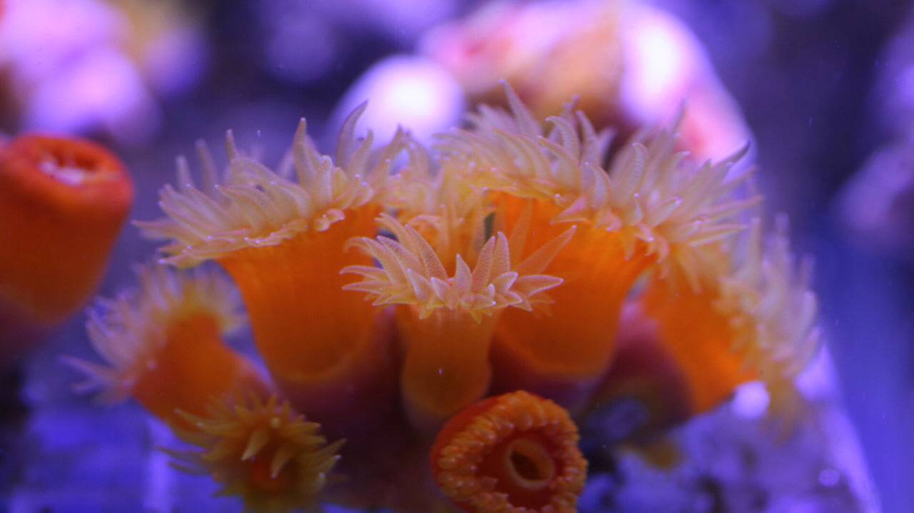 水母死后会变成水不留痕迹,水母死后真的会变成一滩水吗