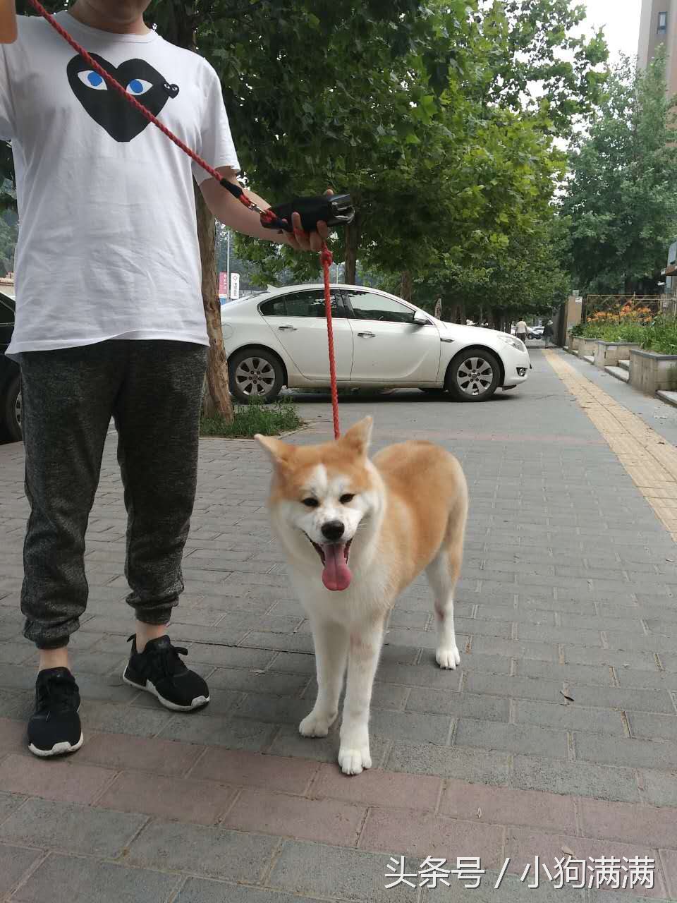 狗狗spa浴缸正确使用方法,自己在家给狗狗做spa