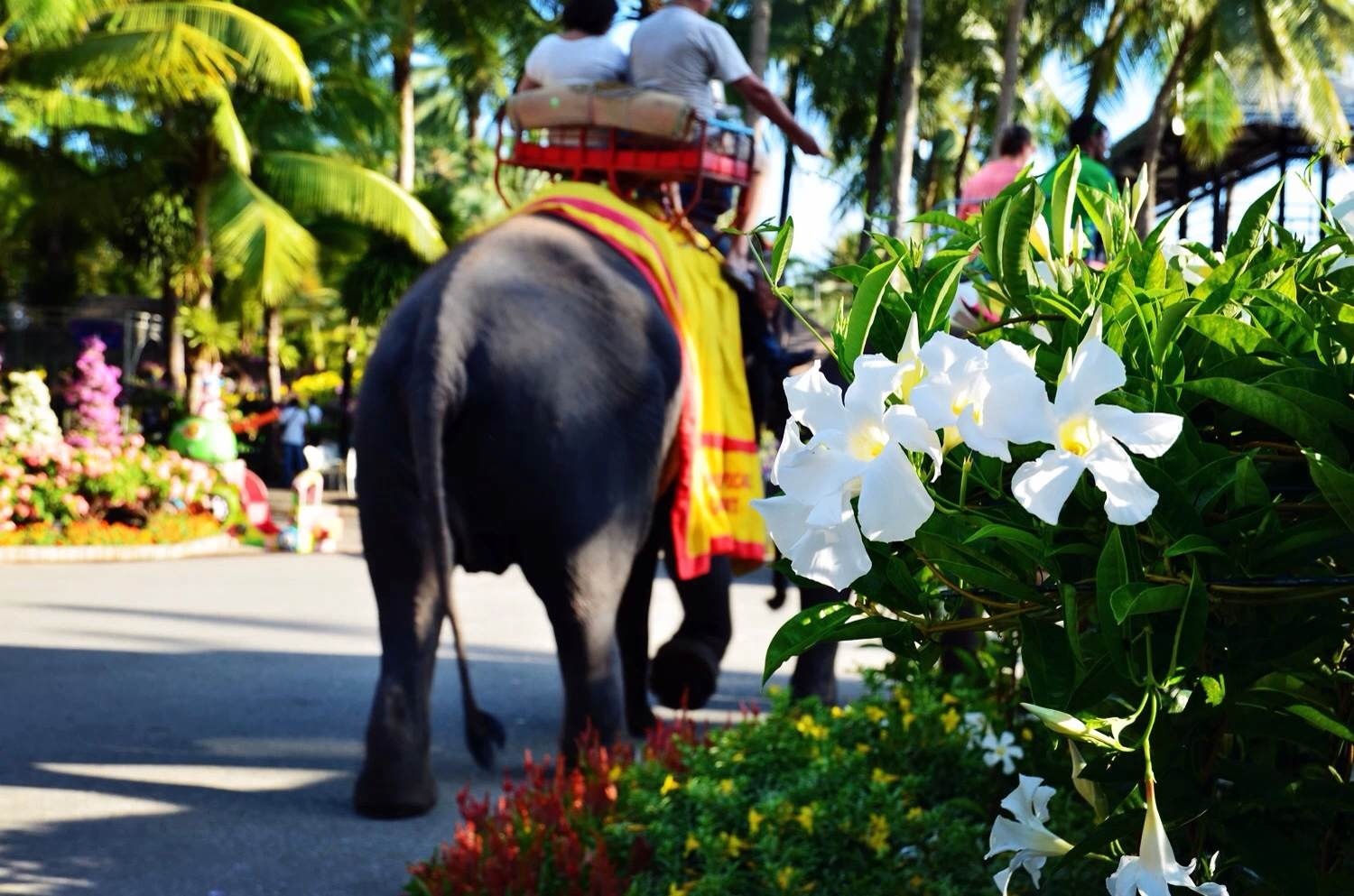 涓滆姯涔愬洯鍜屾嘲鍥介鎯呭洯,娉板浗椋庢儏鍥拰涓滆姯涔愬洯