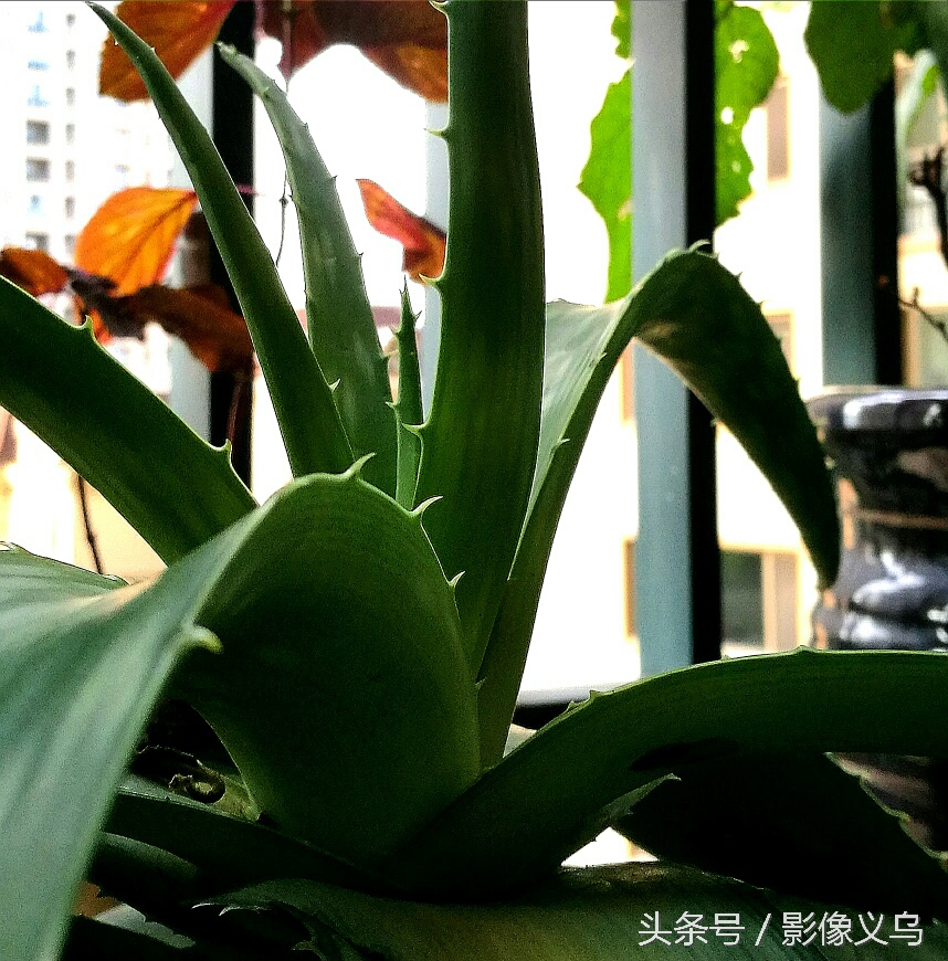 健康义乌：家庭阳台种菜义乌正时尚