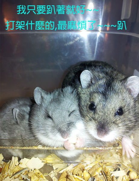 仓鼠合居需要关注什么,仓鼠两个一起养需要关注什么