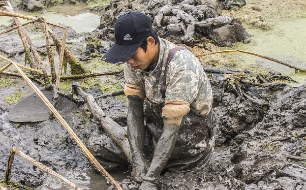 吃藕吃苦瓜,藕和莲菜