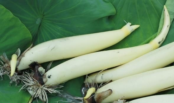 吃藕吃苦瓜,藕和莲菜