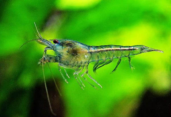 观赏虾十大入门级,观赏虾最漂亮的一种