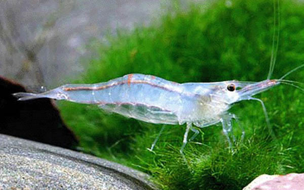 观赏虾十大入门级,观赏虾最漂亮的一种