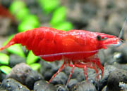 观赏虾十大入门级,观赏虾最漂亮的一种