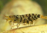 观赏虾十大入门级,观赏虾最漂亮的一种