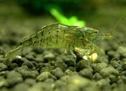 观赏虾十大入门级,观赏虾最漂亮的一种