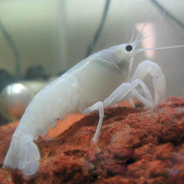 观赏虾十大入门级,观赏虾最漂亮的一种