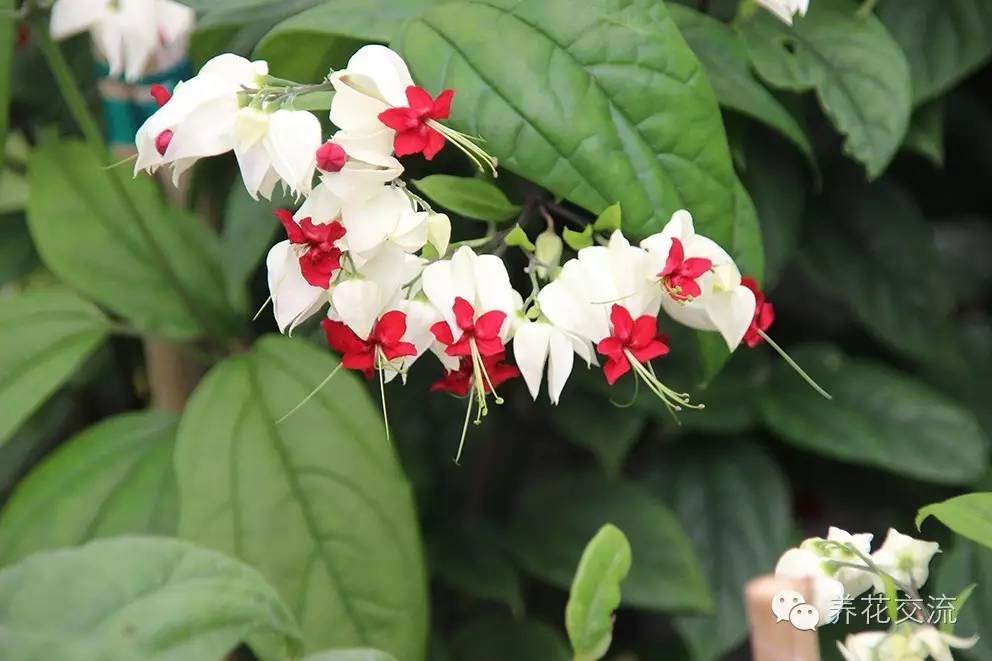 20种常见植物,常见的热带植物盆栽