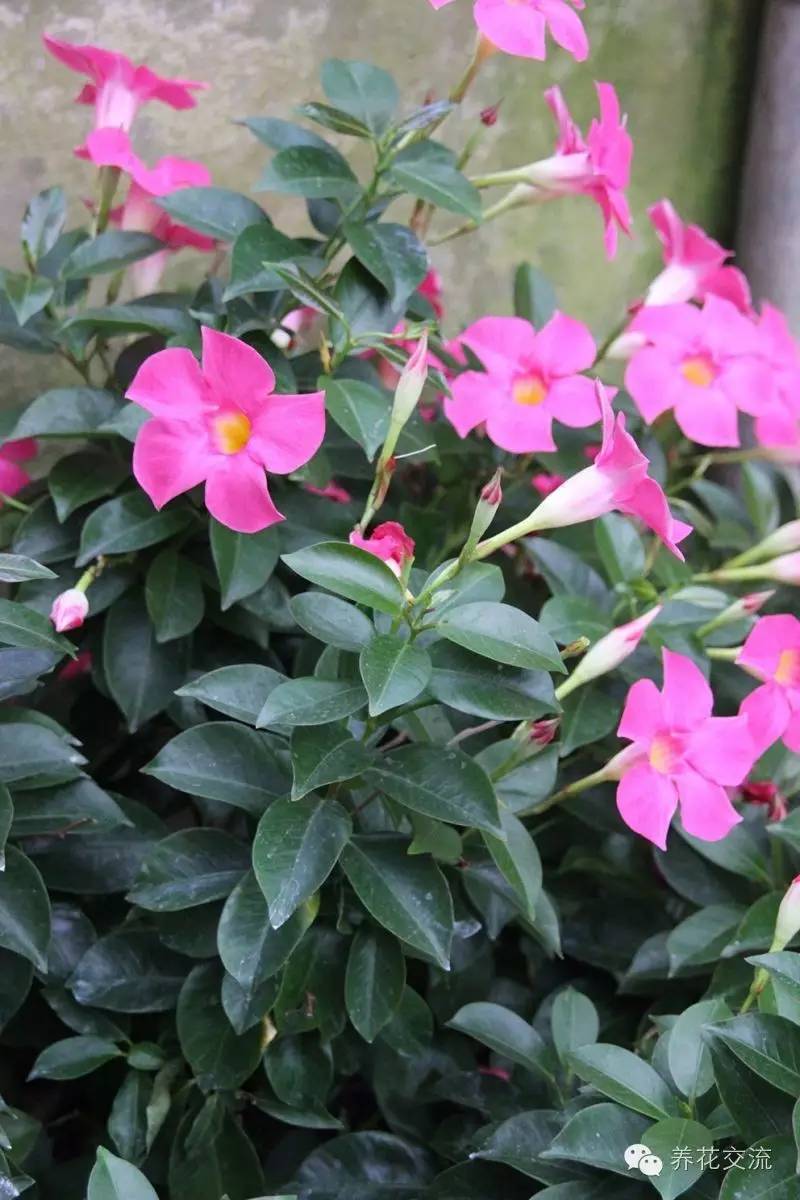 20种常见植物,常见的热带植物盆栽