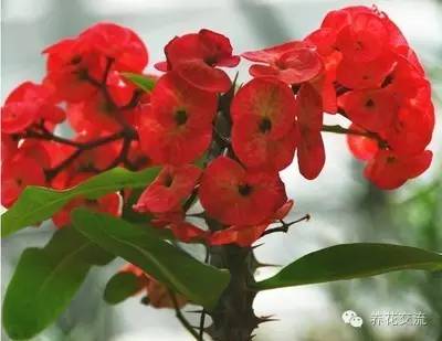 20种常见植物,常见的热带植物盆栽