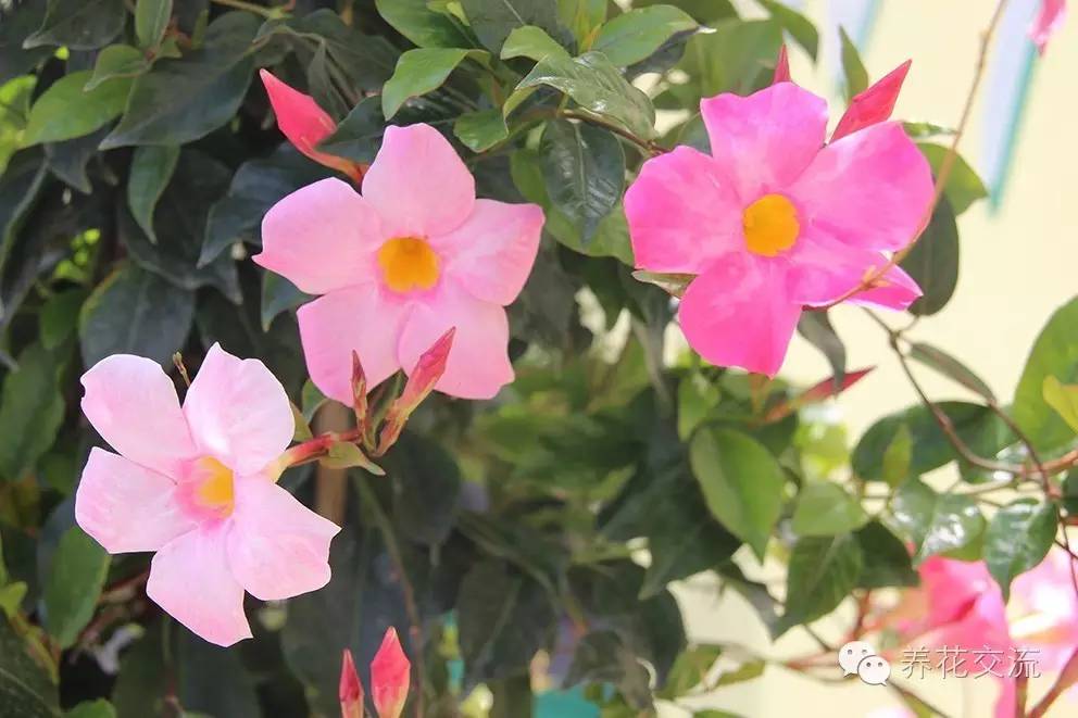 20种常见植物,常见的热带植物盆栽