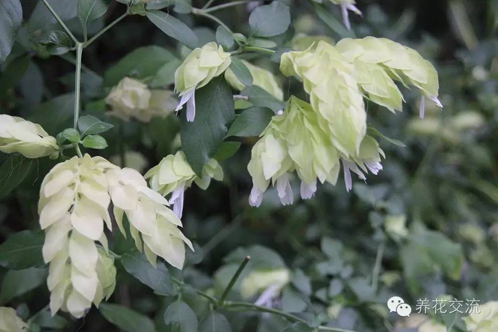 20种常见植物,常见的热带植物盆栽