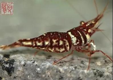 观赏虾十大入门级,观赏虾最漂亮的一种