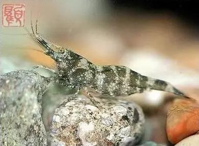 观赏虾十大入门级,观赏虾最漂亮的一种