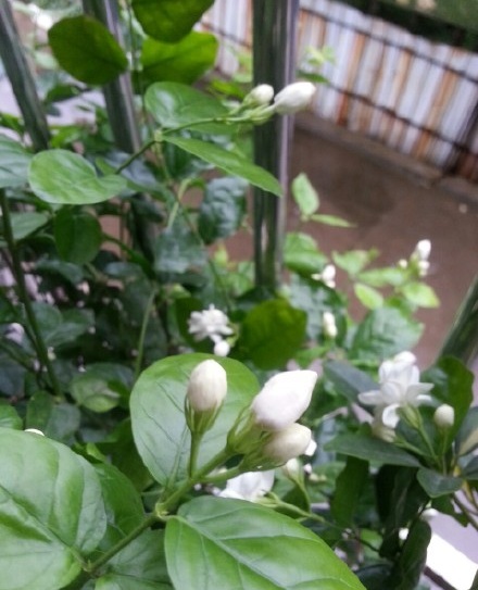 洗米的水真的美白吗,洗米水的作用