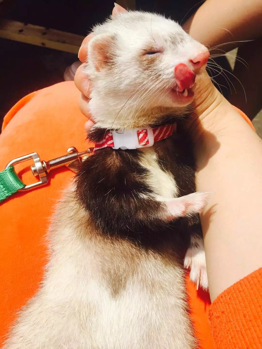 萌萌的安格鲁貂，连小哈士奇都这么喜欢它