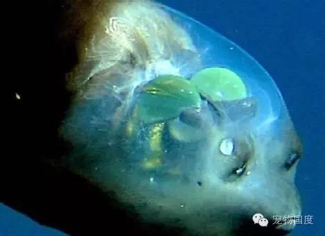 奇形怪物图片,奇形怪物是怎样的