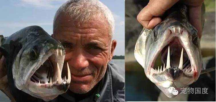 奇形怪物图片,奇形怪物是怎样的