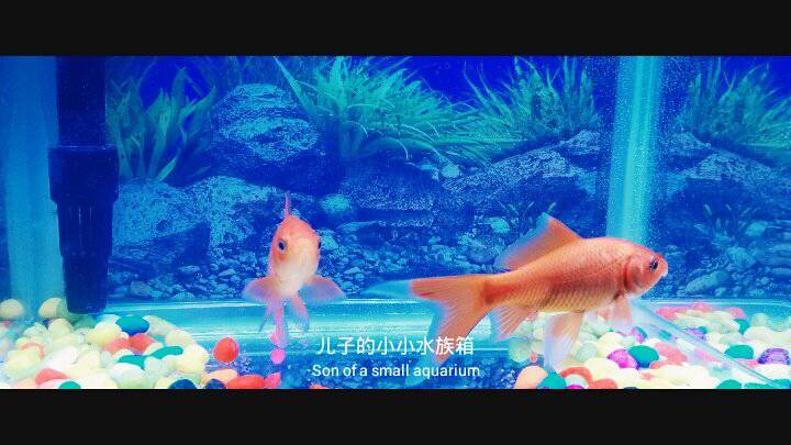 水母死后会变成水不留痕迹,水母死后真的会变成一滩水吗