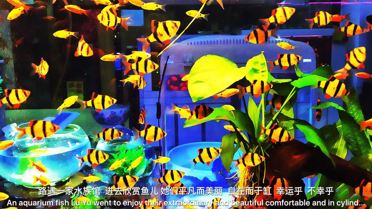 水母死后会变成水不留痕迹,水母死后真的会变成一滩水吗