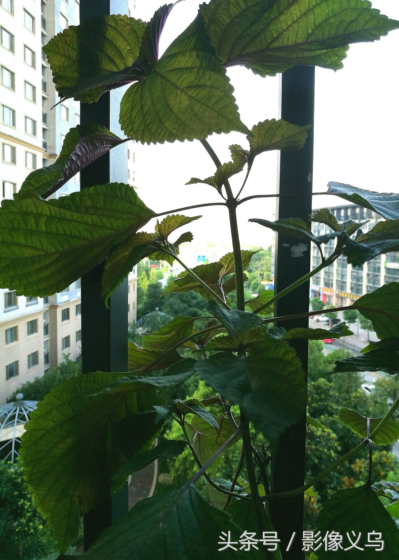 健康义乌：家庭阳台种菜义乌正时尚