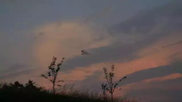 当百里荒遇上山楂树，预“谋”最纯爱的告白