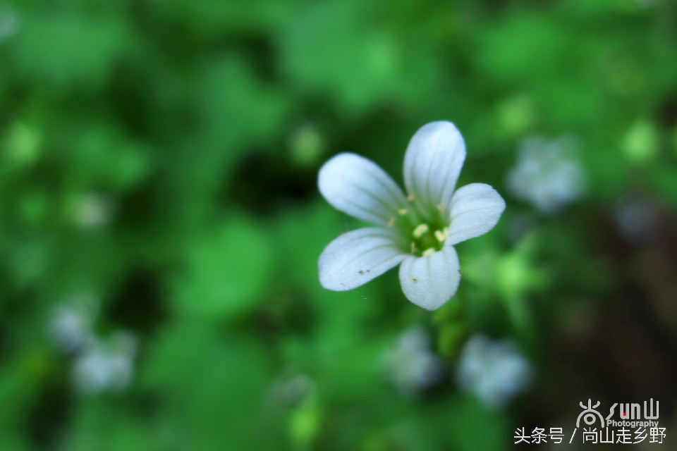 据说这种植物可以来治病英语,一种草对荨麻疹有特效