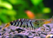 观赏虾十大入门级,观赏虾最漂亮的一种