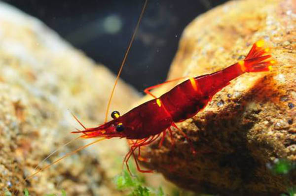 观赏虾十大入门级,观赏虾最漂亮的一种