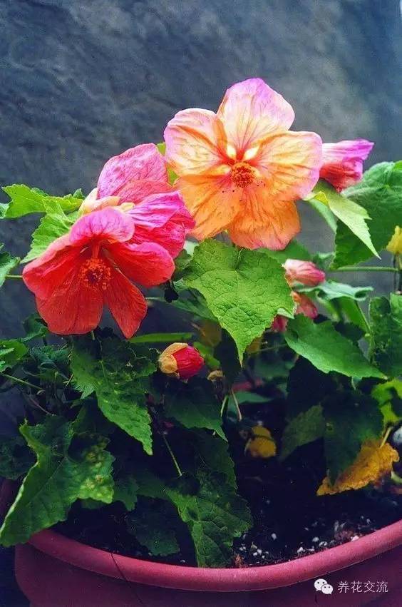 20种常见植物,常见的热带植物盆栽