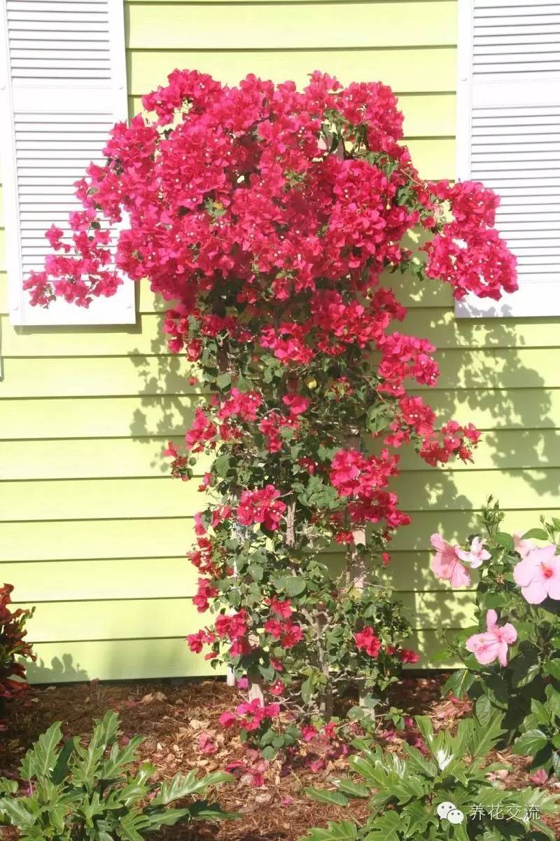 20种常见植物,常见的热带植物盆栽