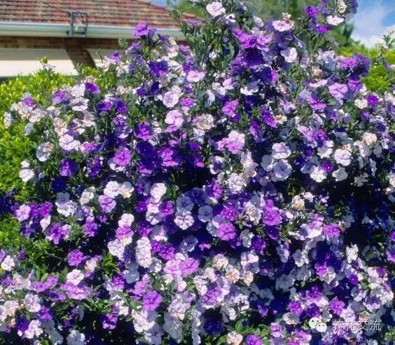 20种常见植物,常见的热带植物盆栽