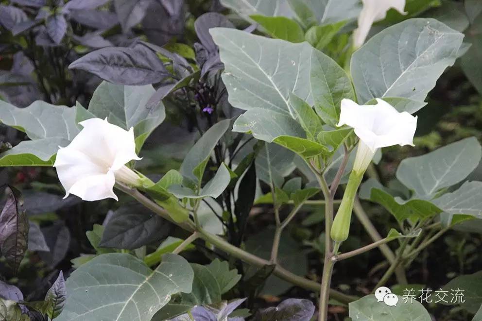 20种常见植物,常见的热带植物盆栽