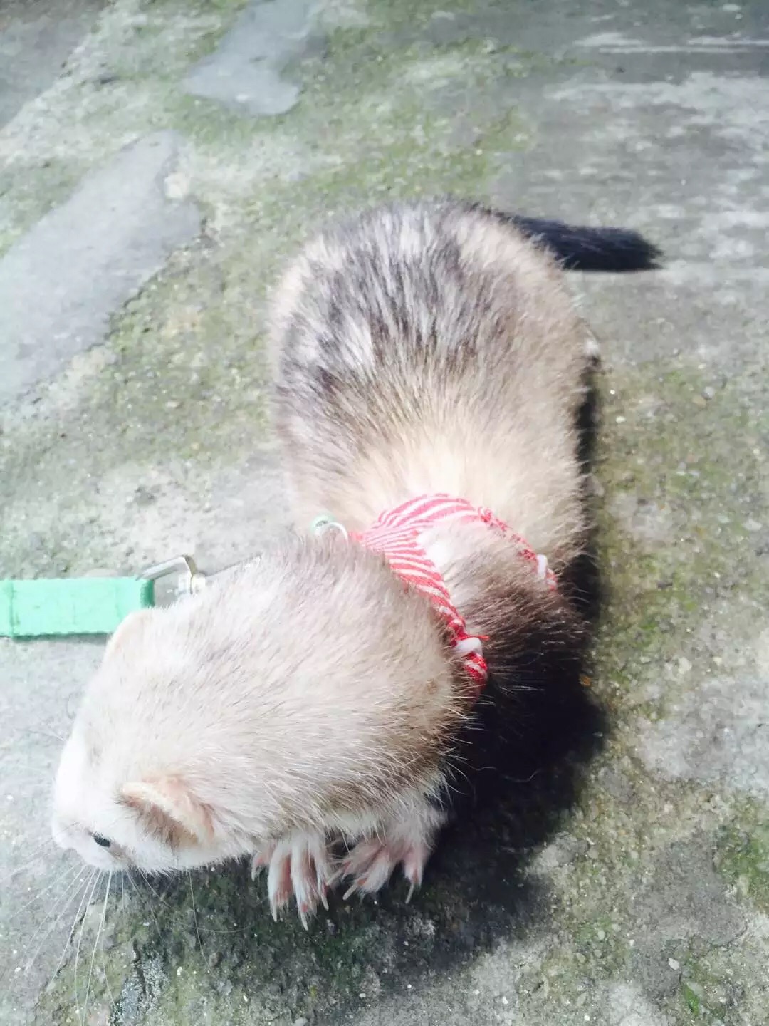 萌萌的安格鲁貂，连小哈士奇都这么喜欢它