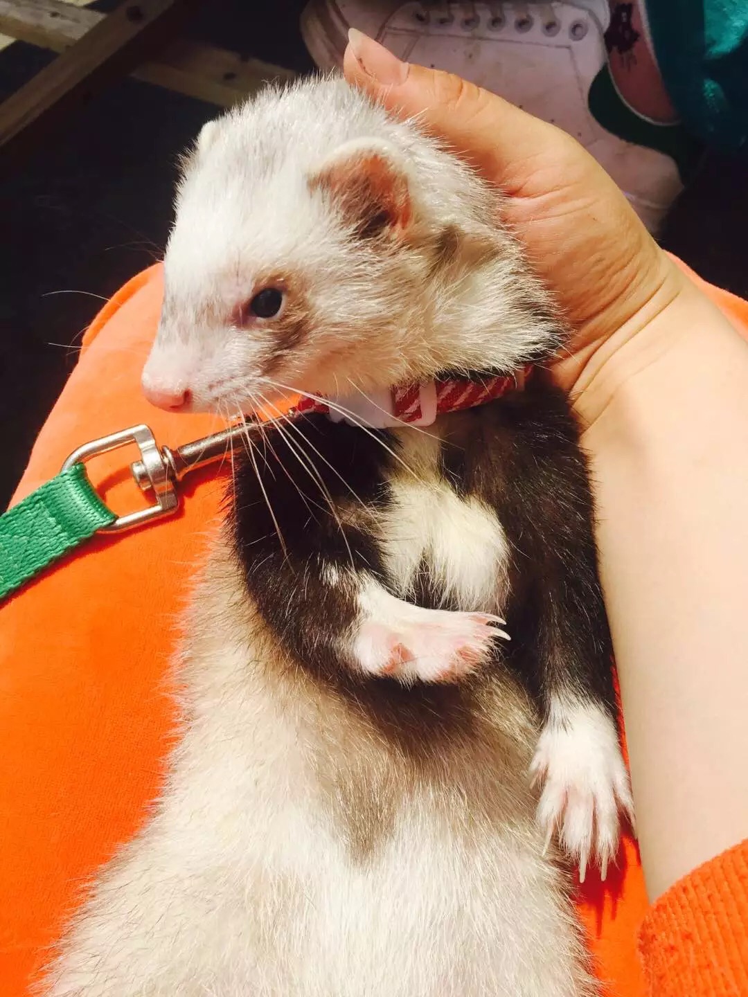 萌萌的安格鲁貂，连小哈士奇都这么喜欢它