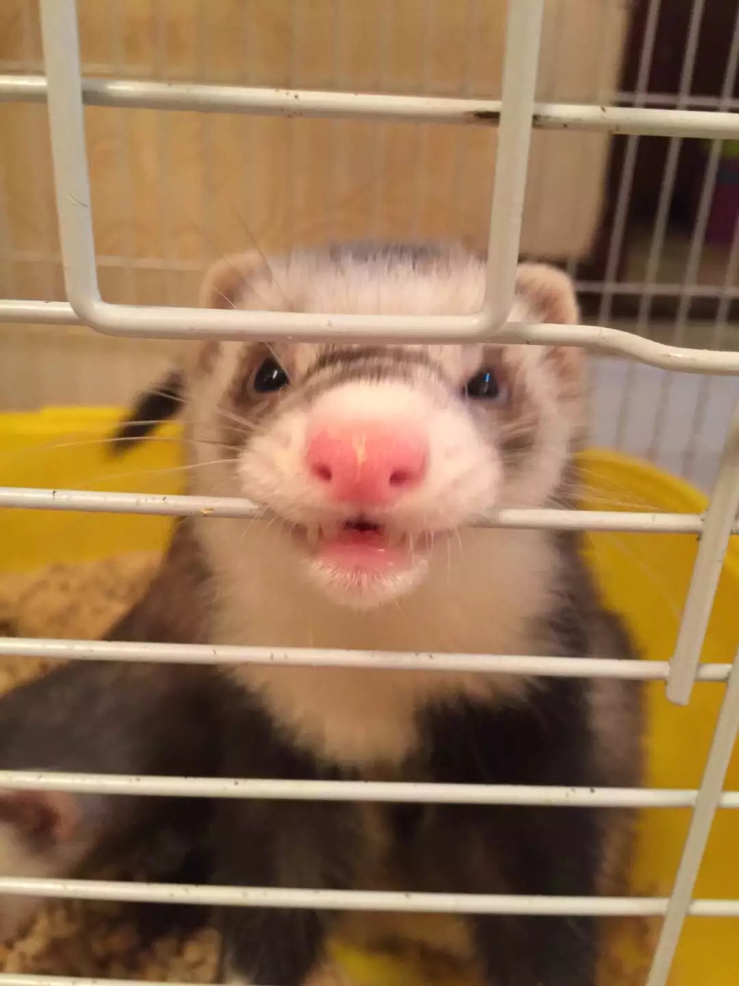 萌萌的安格鲁貂，连小哈士奇都这么喜欢它