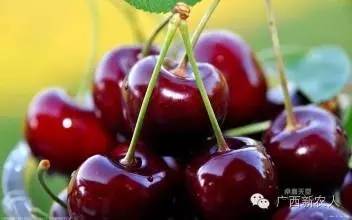 每日全国市场水果行情价格播报,今日全国水果价格一览表