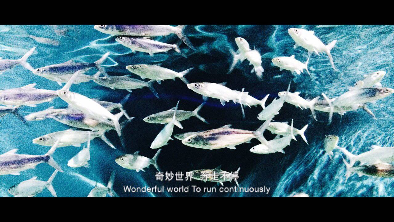 水母死后会变成水不留痕迹,水母死后真的会变成一滩水吗