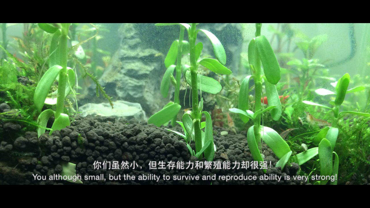 水母死后会变成水不留痕迹,水母死后真的会变成一滩水吗