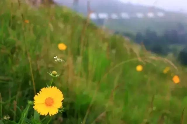 当百里荒遇上山楂树，预“谋”最纯爱的告白