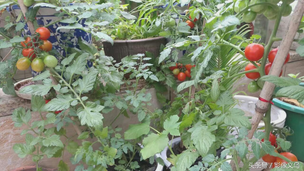 健康义乌：家庭阳台种菜义乌正时尚