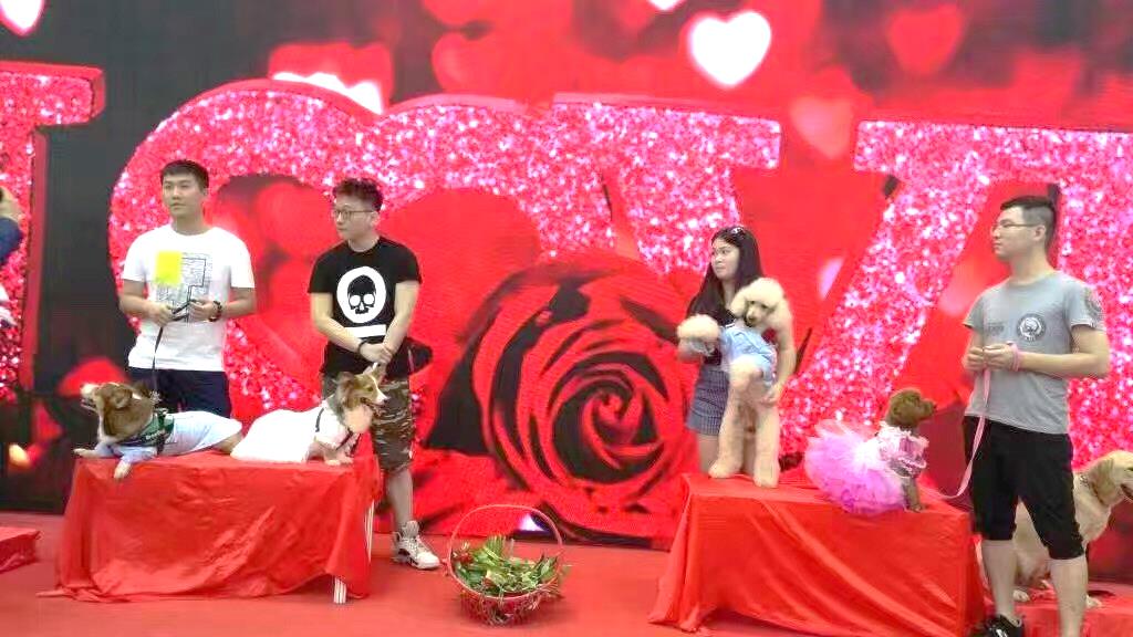 宠物婚礼,宠物婚礼恭喜视频