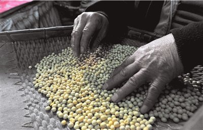 为什么要在三伏天晒酱,伏天的酱豆咋做