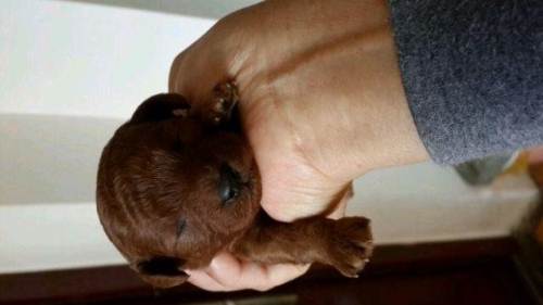 刚满月的泰迪怎么喂养最好,刚满月的泰迪怎样喂养